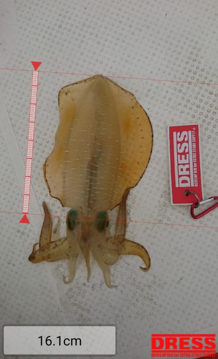 ボートエギング2