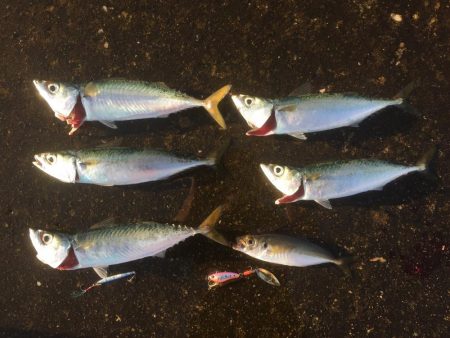 サバ大軍・タチウオ不在？