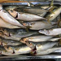 舞洲・夢舞大橋下のタチウオ&サビキ