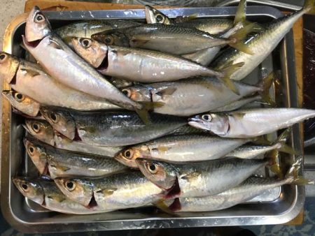 舞洲・夢舞大橋下のタチウオ&サビキ