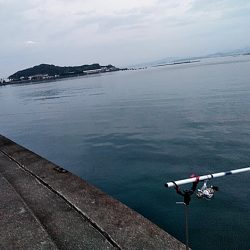 アオリイカ また　釣れました!!