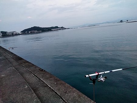 アオリイカ また　釣れました!!