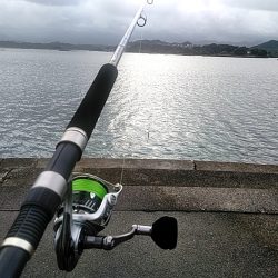 台風明けに　カンパチ（シオ）釣れましたね!!