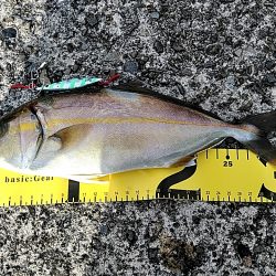 朝マヅメで　シオ(カンパチの小型)2本上がりました。