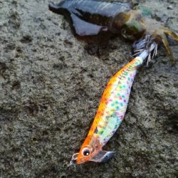 夕マズメエギング　雨にもマケズ