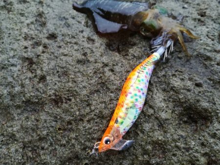 夕マズメエギング　雨にもマケズ