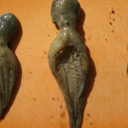 【門司港】五目調査