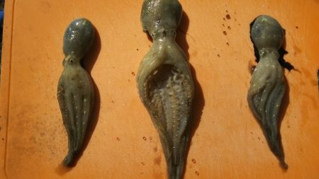 【門司港】五目調査