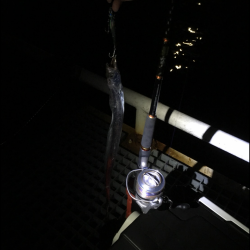 タチウオ釣り最高!!