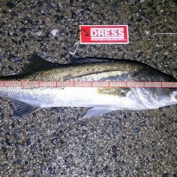 シーバスゲーム