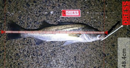 シーバスゲーム