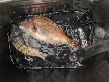 由良渡船 釣果