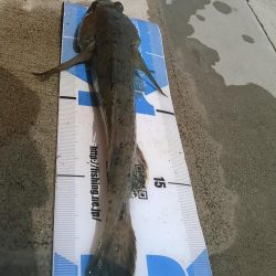 庄内湖 ハゼ釣り day2