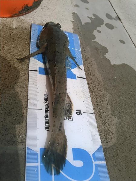 庄内湖　ハゼ釣り day2