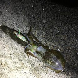 今日しかない・・・