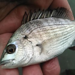 庄内湖 ハゼ釣り盛り上がってます