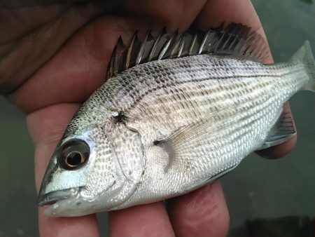庄内湖 ハゼ釣り盛り上がってます