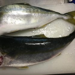 マリーナで青物爆釣!!