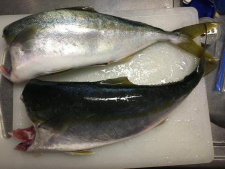 マリーナで青物爆釣!!