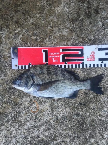 今週も好調！雨上がり６尾ゲット！！