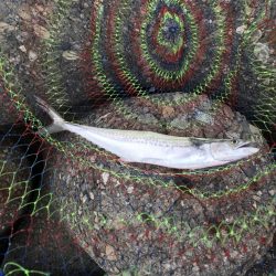 台風通過後ショアジギ７目釣り