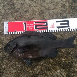 台風通過後の週末、雨の中を釣行！