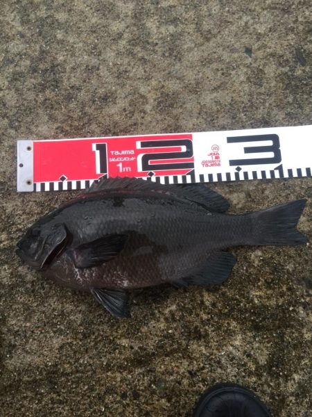 台風通過後の週末、雨の中を釣行！