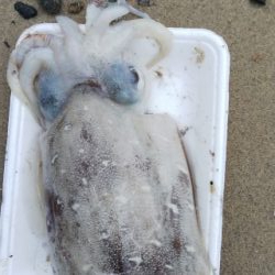 午後からエギング