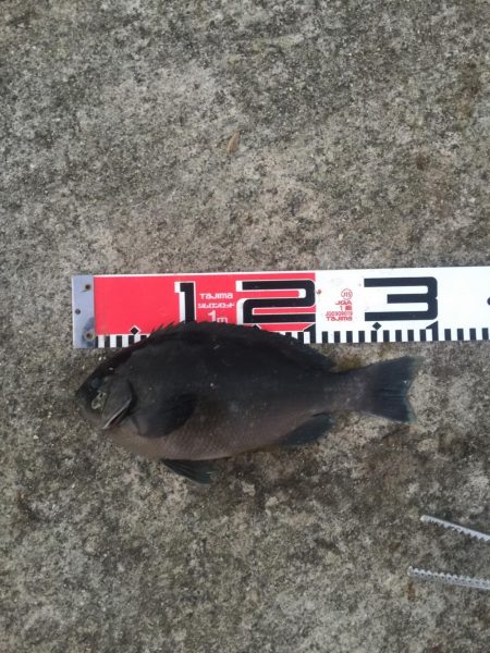 今週の釣果報告！９月２２日（土）