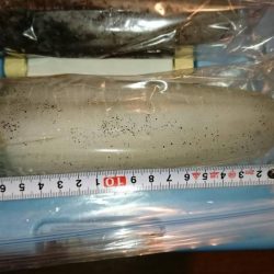 宮津でアオリイカ