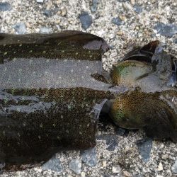 今年初のday game エギング！