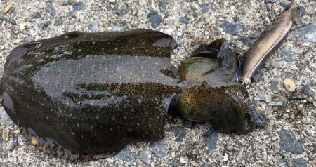 今年初のday game エギング！