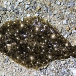 仕事サボっての釣行でした。