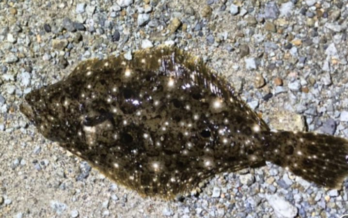 仕事サボっての釣行でした。