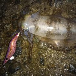 ナイターエギング