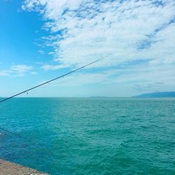 青物初心者でも♪