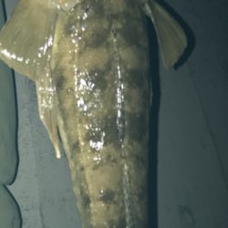 マゴチ60オーバー