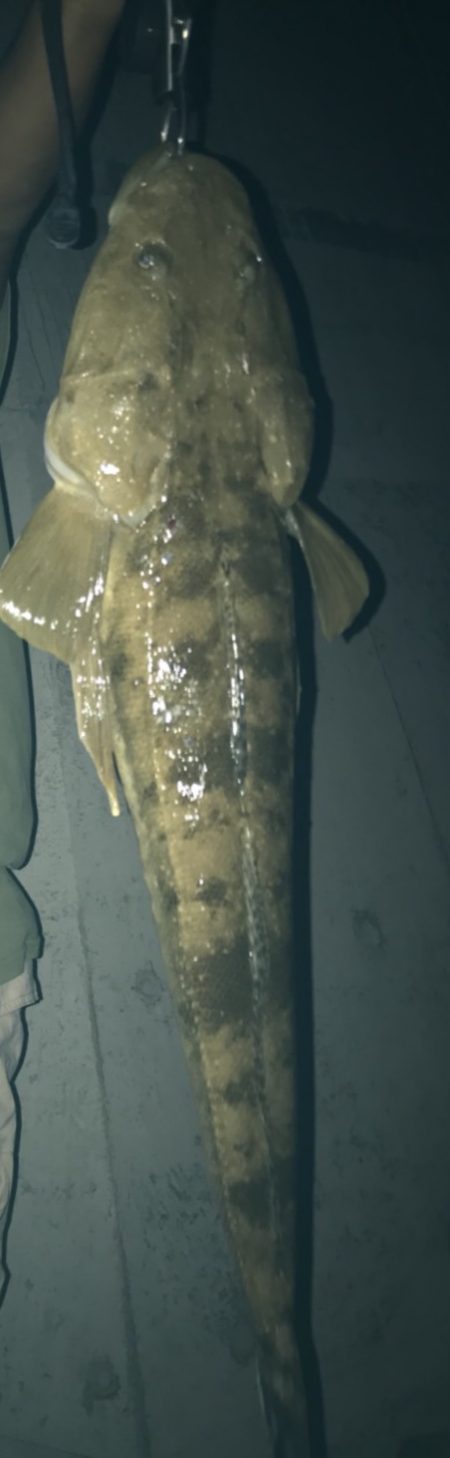 マゴチ60オーバー