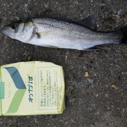 ジグで太刀魚狙い