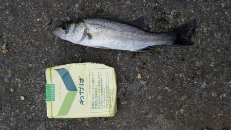 ジグで太刀魚狙い