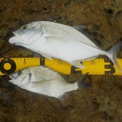 あまり釣れません。