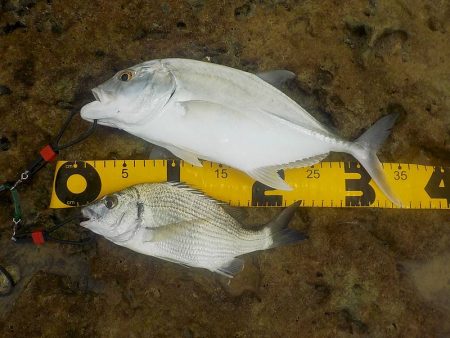 あまり釣れません。