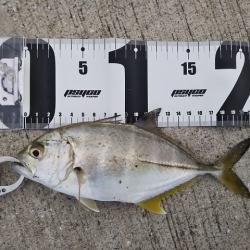 沼島で初メッキ