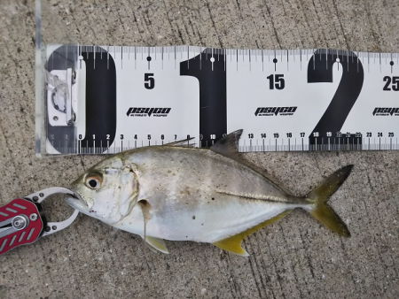 沼島で初メッキ