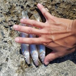 久々の釣りチョイ投げ