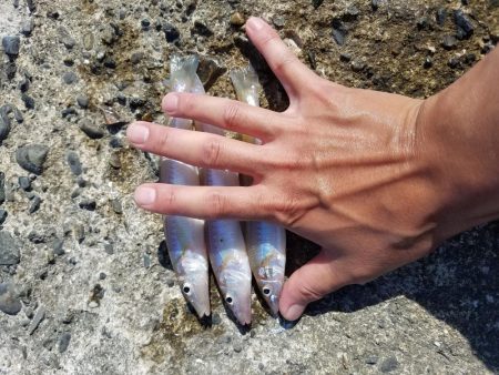 久々の釣りチョイ投げ