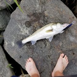 ランカーサイズ！