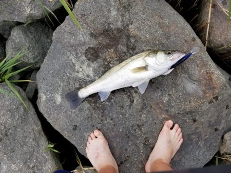 ランカーサイズ！