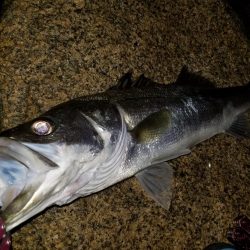 シーバス～太刀魚～シーバス