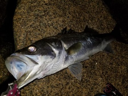 シーバス～太刀魚～シーバス